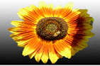 Blume